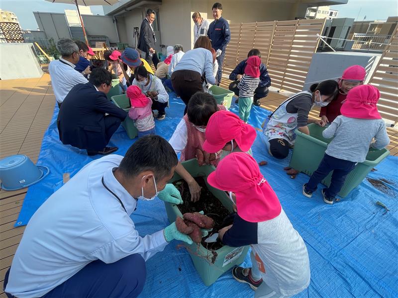 地域の保育園児たちとのさつまいも収穫の模様