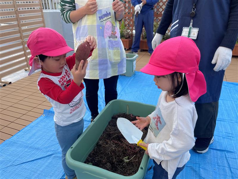 地域の保育園児たちとのさつまいも収穫の模様