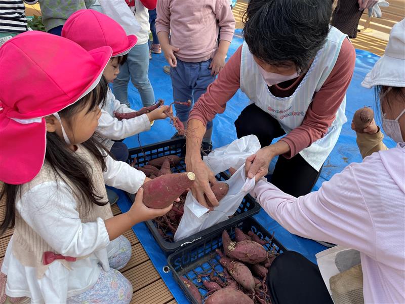 地域の保育園児たちとのさつまいも収穫の模様